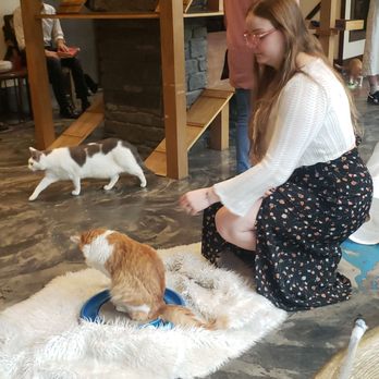 Seattle Meowtropolitan - Themed Cafes Near Me - Seattle, Washington