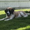 Kim's Relaxing Pup's Castle gift card
