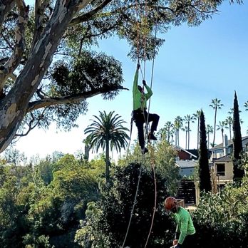 Ocean Beach Arborists - Climbing up the tree - Tree Services Near Me - San Diego, California Ocean Beach Arborists - Climbing up the tree - Tree Services Near Me - San Diego, California