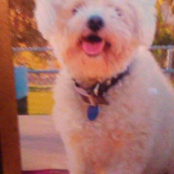 Blue Ribbon Grooming - Pet Groomers Near Me - Pasadena, California