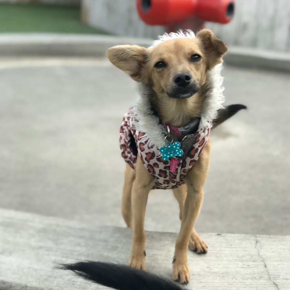 Doggy Daycare San Diego