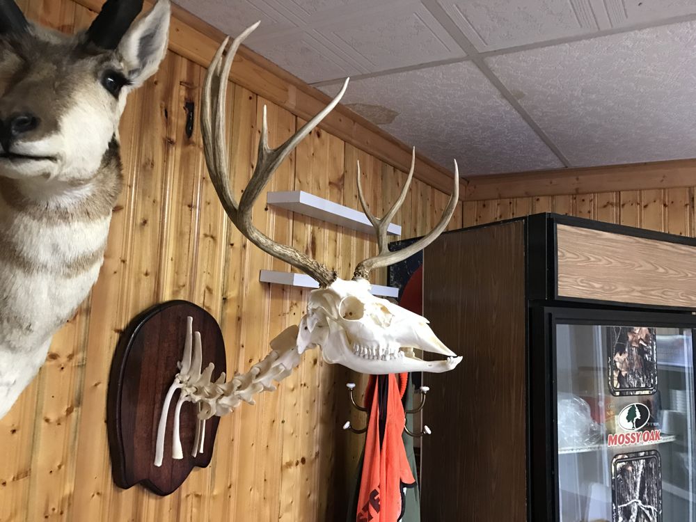 Chasing Tail - taxidermy in Lavina, MT