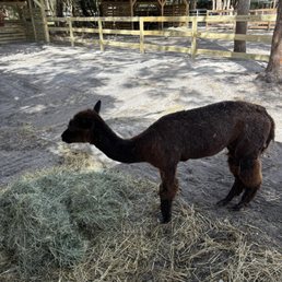 Alpaca Alpaca