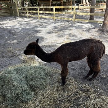 Redstone Ranch - Alpaca - Venues & Event Spaces Near Me - Coconut Creek, Florida