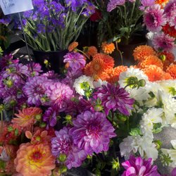Solano Flower Shop - Dahlia Season!!!