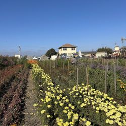 The Farm