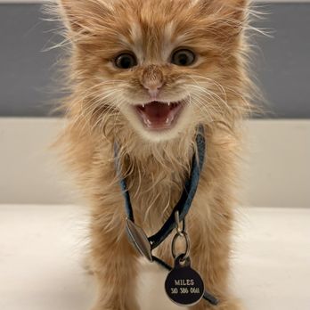 Catmandoo Rescue - Kyle - Pet Adoption Near Me - Hawthorne, California