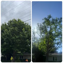 Cal Line Tree Care - Pink oak complete crown reduction and thinning
