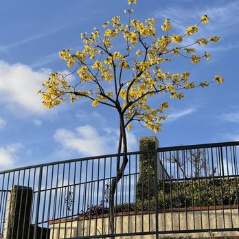 McMartin Tree Experts - Tabebuia Tree - Tree Services Near Me McMartin Tree Experts - Tabebuia Tree - Tree Services Near Me