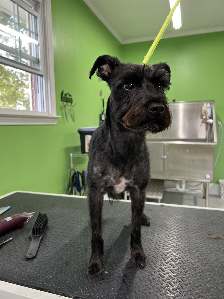 NOTHING FANCY GROOMING - Updated June 2026 - 22 Photos - Richmond ...