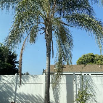 Galvan Tree Services - Before - Tree Services Near Me