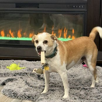 Lisa's Doghouse - Duke! - Pet Groomers Near Me - Mesa, Arizona