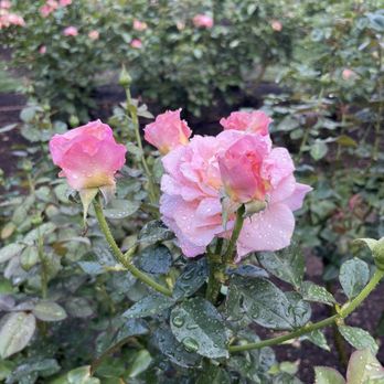 Raleigh Rose Garden - "Elle" My favorite. Hybrid Tea Rose. - Community Gardens Near Me - Raleigh, North Carolina Raleigh Rose Garden - "Elle" My favorite. Hybrid Tea Rose. - Community Gardens Near Me - Raleigh, North Carolina