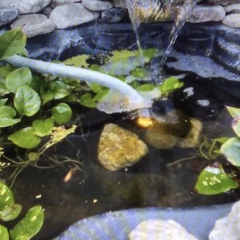 PetSmart - Cute, small fish pond. Found it pretty amusing. - Pet Stores Near Me - Sherman Oaks, California PetSmart - Cute, small fish pond. Found it pretty amusing. - Pet Stores Near Me - Sherman Oaks, California