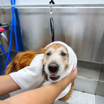 Scenthound - Pet Groomers Near Me - Bonita Springs, Florida Scenthound - Pet Groomers Near Me - Bonita Springs, Florida