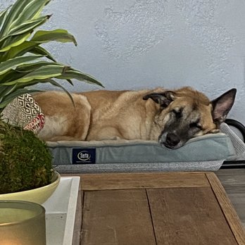 Jamacha Pet Vets - Post vet naps - Veterinarians Near Me - Santee, California