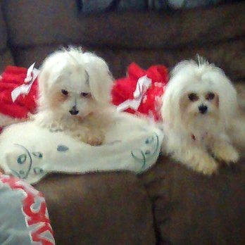 Cottner Creek Pet Clinic - Maggie & Mollie in their Husker dresses - GO BIG RED! - Veterinarians Near Me - Omaha, Nebraska Cottner Creek Pet Clinic - Maggie & Mollie in their Husker dresses - GO BIG RED! - Veterinarians Near Me - Omaha, Nebraska