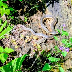 Beaver Marsh - Snake near the boardwalk