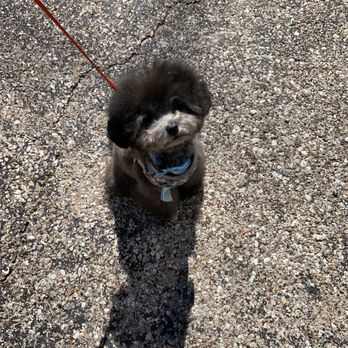 Mod Mutt Salon - After - Pet Groomers Near Me - Austin, Texas