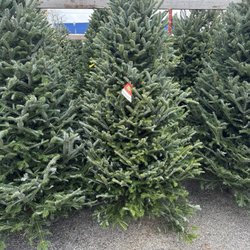 Swans Quality Christmas Trees - Christmas tree on lot.