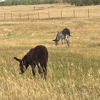 Wildlife Loop State Scenic Byway - Wild Burrow's - Parks Near Me - East Custer, South Dakota Wildlife Loop State Scenic Byway - Wild Burrow's - Parks Near Me - East Custer, South Dakota
