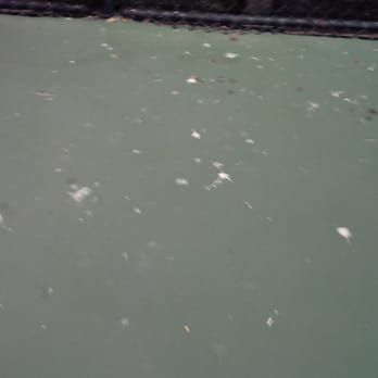 APJCC - Bird droppings at JCC on back court. Sorry junior tennis, management is working on it! - Gyms Near Me - Los Gatos, California APJCC - Bird droppings at JCC on back court. Sorry junior tennis, management is working on it! - Gyms Near Me - Los Gatos, California