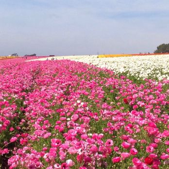 The Flower Fields - Venues & Event Spaces Near Me - Carlsbad, California The Flower Fields - Venues & Event Spaces Near Me - Carlsbad, California