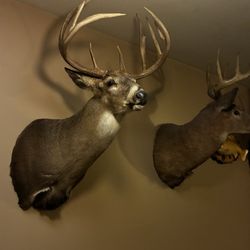 True Mount Taxidermy - Beautiful amount what a set of antlers!