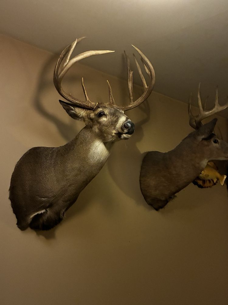 True Mount Taxidermy - taxidermy in Quakertown, PA