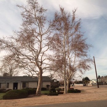 R & J Tree Service - After - Tree Services Near Me - Apple Valley, California R & J Tree Service - After - Tree Services Near Me - Apple Valley, California