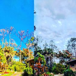 A Plus Tree Service - Hazardous Slash Pines? Call us today for a free consultation on removal or triming.