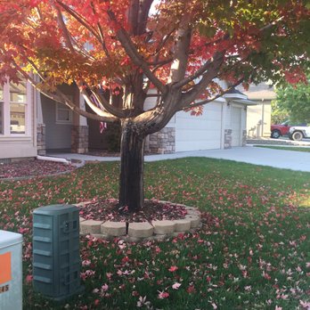 Majestic Tree Care - before and after tree removal - Tree Services Near Me Majestic Tree Care - before and after tree removal - Tree Services Near Me