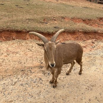 Lazy 5 Ranch - Hey bud - Zoos Near Me - Mooresville, North Carolina