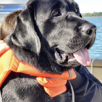 Ember - a close up of a black dog wearing a life jacket - Pizza Near Me - Harwich Port, Massachusetts
