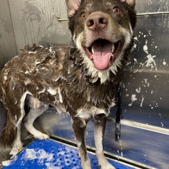 Wag Central - bath time! - Pet Sitting Near Me - Stratford, Connecticut Wag Central - bath time! - Pet Sitting Near Me - Stratford, Connecticut