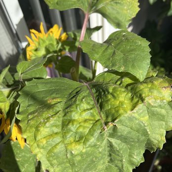 SummerWinds Nursery - Novato - Nurseries & Gardening Near Me - Novato, California