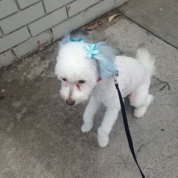 Noah's Arf - Sky blue cuteness! - Pet Groomers Near Me - Redlands, California Noah's Arf - Sky blue cuteness! - Pet Groomers Near Me - Redlands, California
