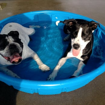 Social Pet - Pet Boarding Near Me - Pineville, North Carolina