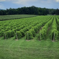 Stever Hill Vineyards