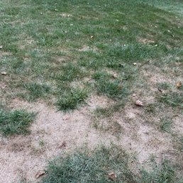 This is my lawn after 3 years of TruGreen - lots of weeds and crab grass This is my lawn after 3 years of TruGreen - lots of weeds and crab grass