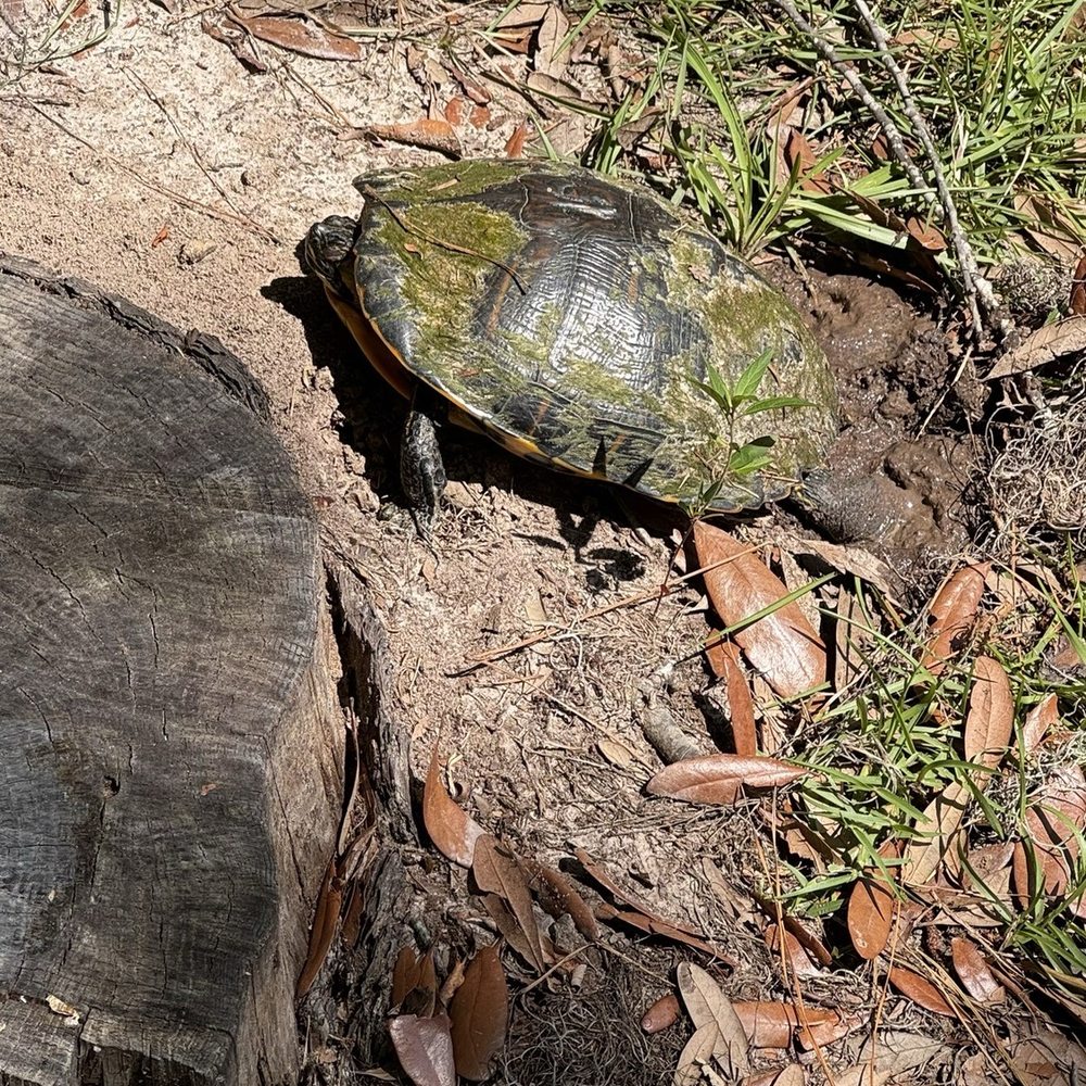 Tom Triplett Community Park - Be careful not to disturb nesting sites of these turtles. - Tennis Near Me - Pooler, Georgia Tom Triplett Community Park - Be careful not to disturb nesting sites of these turtles. - Tennis Near Me - Pooler, Georgia