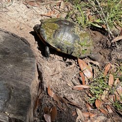 Tom Triplett Community Park - Be careful not to disturb nesting sites of these turtles.