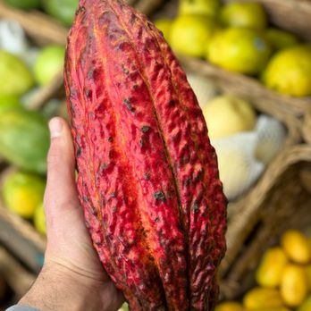 Sasoun Produce - Grocery Near Me - Los Angeles, California Sasoun Produce - Grocery Near Me - Los Angeles, California