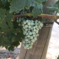 Prosser Wine Excursions and Transportation Services - Summer grapes