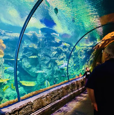 Shark Reef Aquarium at Mandalay Bay by null