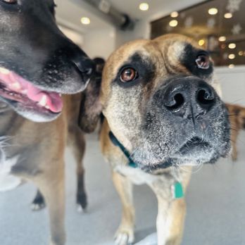 Dozo Dog  - Pet Groomers Near Me - Astoria, New York