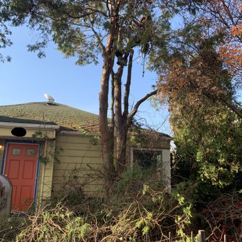 ZenTree - During -- Vince lifted the branches and now we get so much sunlight in the bedroom! - Tree Services Near Me ZenTree - During -- Vince lifted the branches and now we get so much sunlight in the bedroom! - Tree Services Near Me