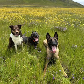 TeamPlay K9 Training - Pet Training Near Me TeamPlay K9 Training - Pet Training Near Me