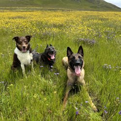 TeamPlay K9 Training