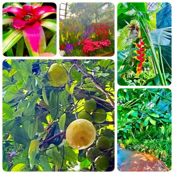 Lincoln Park Conservatory - The Fern Room-Fruit and Tropical Plants-2022 - Parks Near Me - Chicago, Illinois